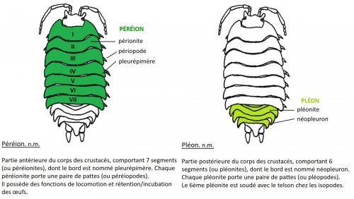 Indéterminé